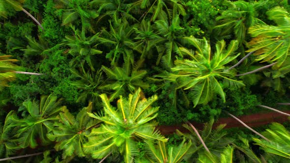 4K Aerial view drone fly over coconut trees, Green and yellow treetops.