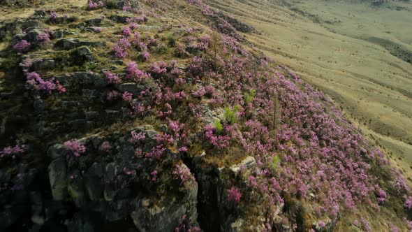 Bright Pink Flowers on the Mountain Slope