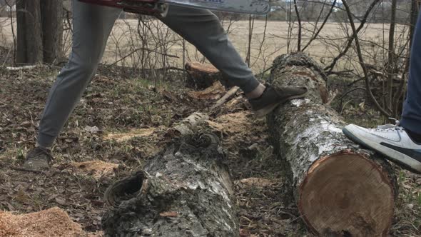 Sawing a Birch Log Lying on the Ground in Half with a Chainsaw in Sunny Day