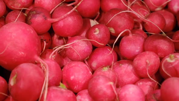 Red fresh ripe radish. Concept of organic vegan food, spring harvest