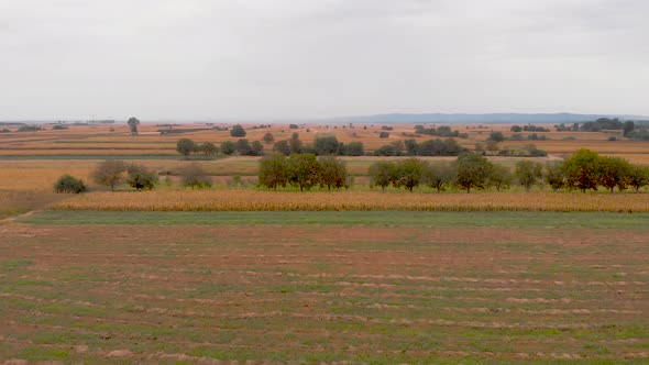 Panoramic footage of agriculture corn fields on a sunny day.