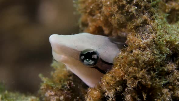 A small fish living in a discarded beer bottle