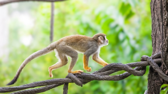 Squirrel Monkey in Natural Habitat
