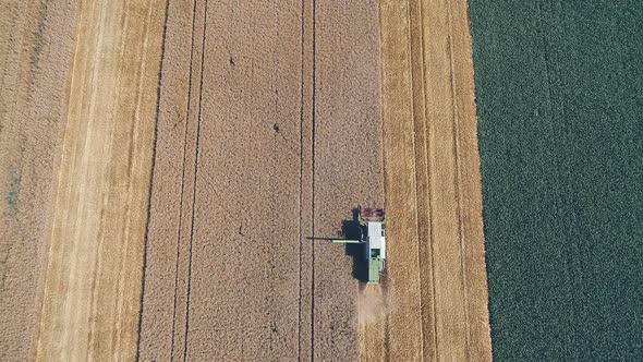 03 Green Combine Harvester Harvesting Wheat On A Field