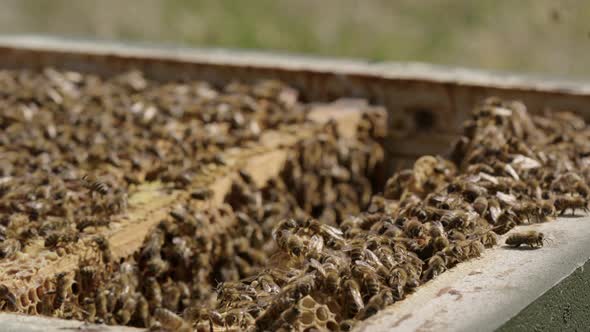 BEEKEEPING - A framees in a beehive kept in an apiary, slow motion close up