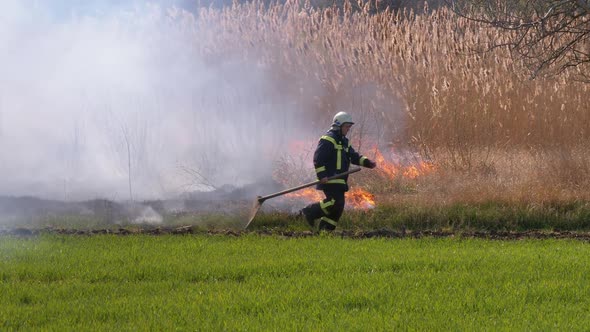 Fireman with a Shovel Runs Through a Burning Dry Bush and Reed Near the Forest.