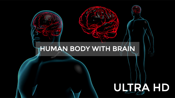 Transparent Human Body with Brain alt