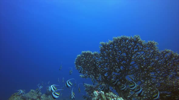 Coral Garden with Underwater Vibrant Fish