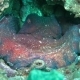 Octopus in a Sea Near the Shores Indonesia. - VideoHive Item for Sale