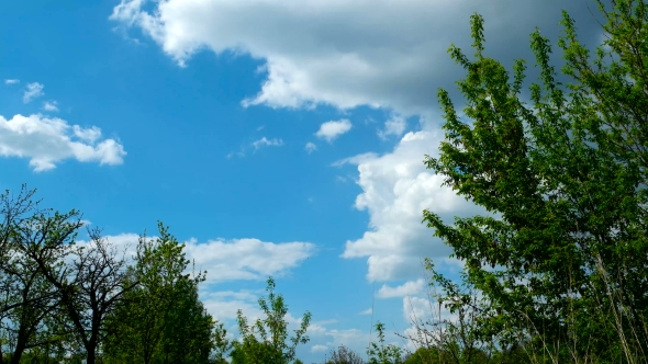 Clip of White Fluffy Clouds Over Blue Sky. Beautiful Cloudscape Before Storm. Tree Branches Sway