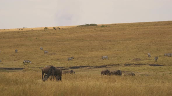 Pan left view of zebras and gnus in Masai Mara