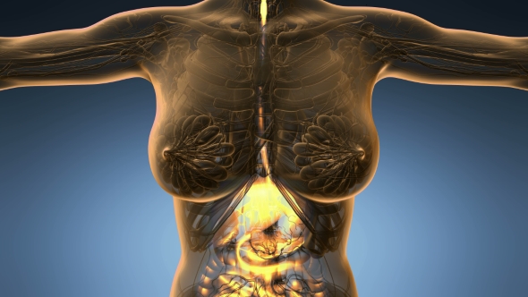 Human Body with Visible Digestive System