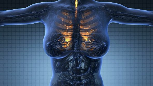 Human Body with Visible Lungs alt