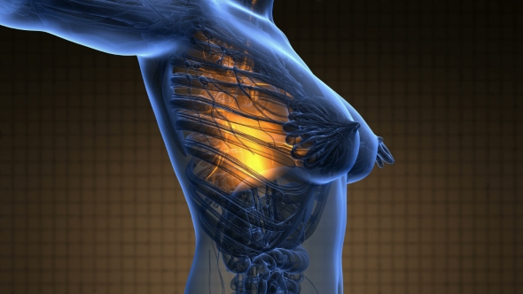 Human Body with Visible Lungs alt