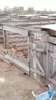 Aerial View of a Shelter for Stray Dogs