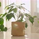 Sun Rays Lighting Through Small Ficus in Kraft Paper Pot - VideoHive Item for Sale