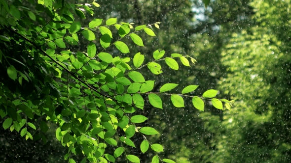 Green Spring Tree in Rainy Weather