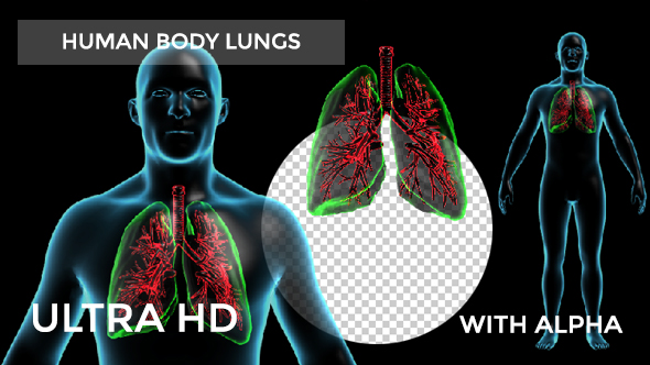 Human Body with Lungs