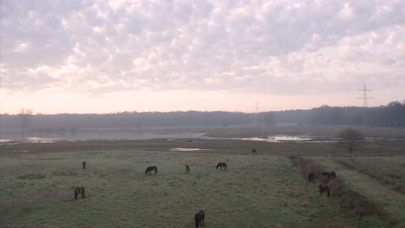 Aerial view of horses in countryside, Germany.