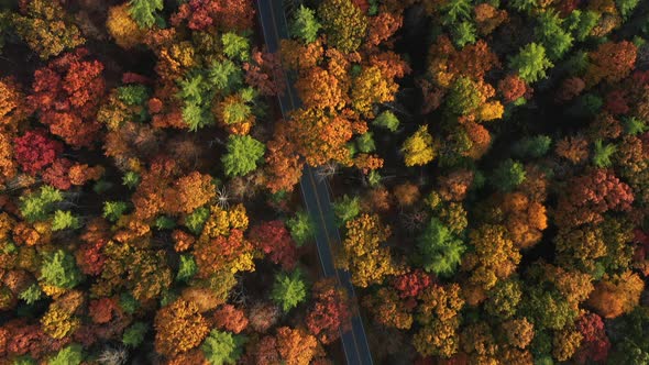 Aerial view on the road in the forest