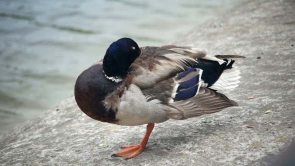 Duck Standing in One Leg Is Freesing