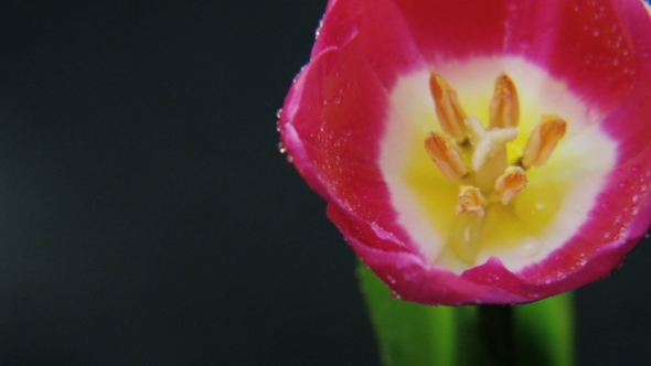 Purple Tulip in the Rain Rotating