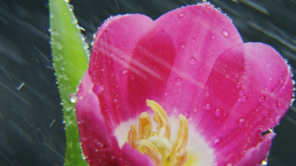 Purple Tulip in Heavy Rain Rotating