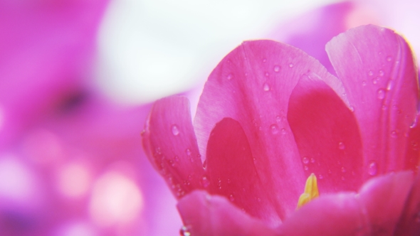 Purple Tulip Rotating on a Pink Background