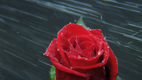 Red Rose in Heavy Rain Rotating