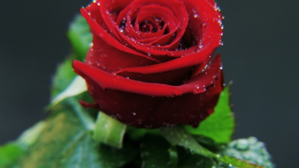 Wet Red Rose Rotating