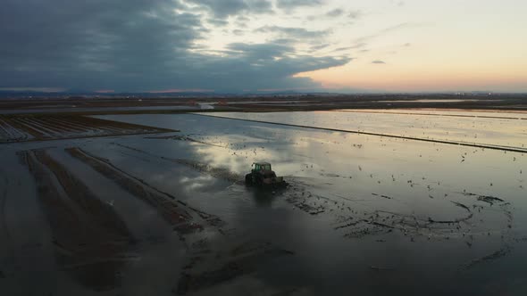 Aerial View of Rice Fields, Flocks of Birds and Agricultural Machinery During Sunset on Lake