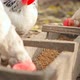 Chickens in the Countryside Eat Grain in the Feeder - VideoHive Item for Sale