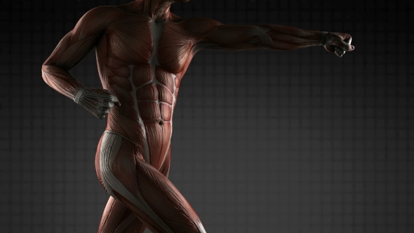 Human Muscle Anatomy