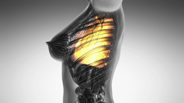 Human Body with Visible Lungs alt