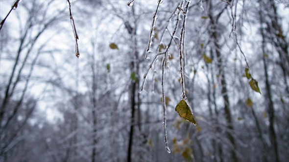 Winter Forest