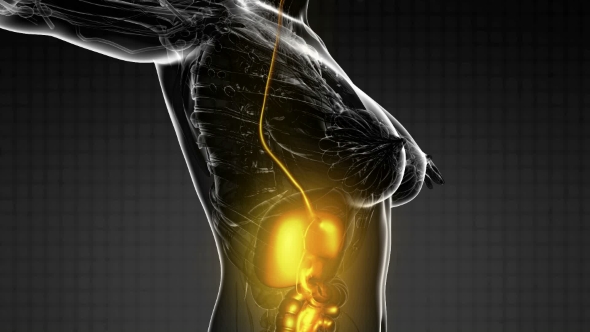 Human Body with Visible Digestive System alt
