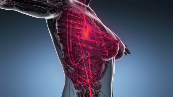 Human Body with Glow Blood Vessels alt