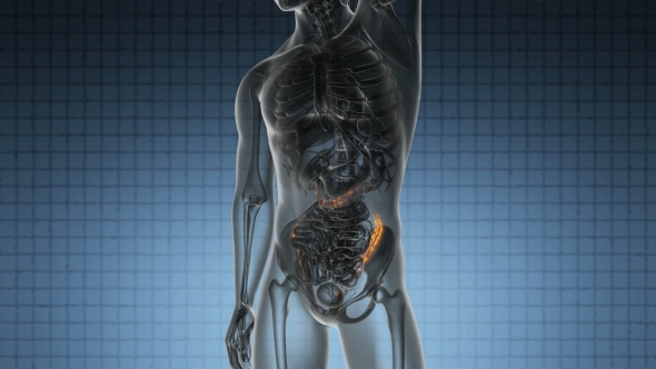 Anatomy Scan of Human Colon alt