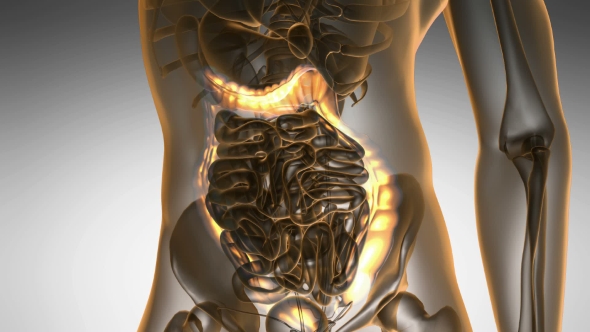 Anatomy Scan of Human Colon alt