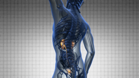 Anatomy Scan of Human Kidneys alt