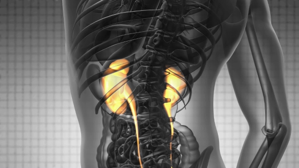 Anatomy Scan of Human Kidneys