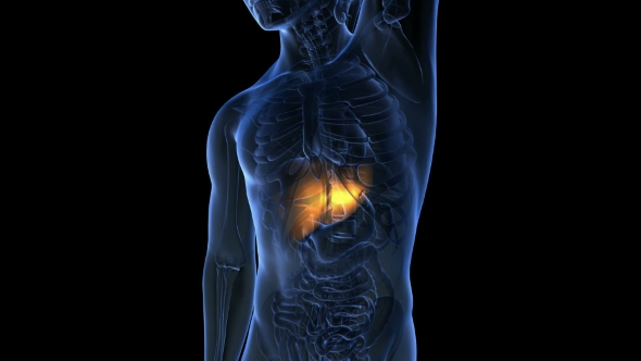 Anatomy Scan of Human Liver alt