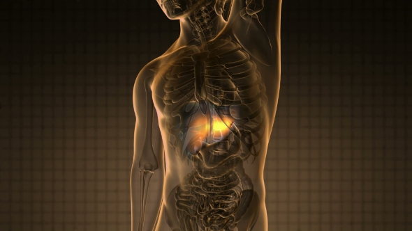 Anatomy Scan of Human Liver alt