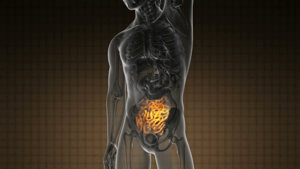 Anatomy Scan of Human Small Intestine alt