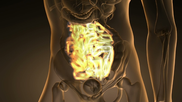 Anatomy Scan of Human Small Intestine alt
