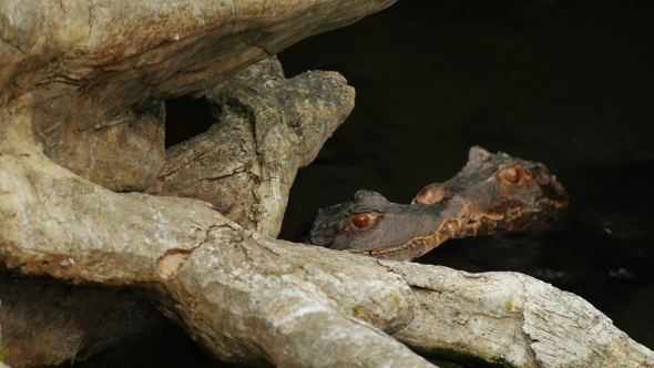 Two Young Cuviers Dwarf Caiman Sitting in Water. Caiman Almizclado