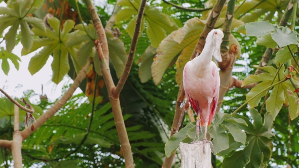 Exotic Pink Bird Curiously Looking Into the Camera. Roseate Spoonbill