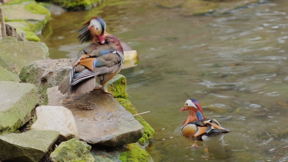 Couple of Mandarin Duck Carefully Cleans Feathers