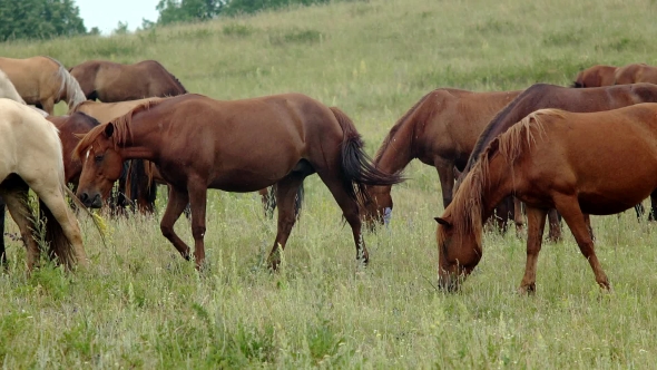 the Horse Is on a Meadow