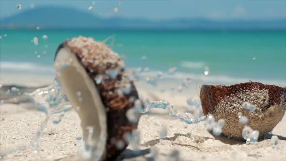 On a Tropical Beach Close-Up Falls From a Palm Tree Coconut, Under the Hot Summer Sun